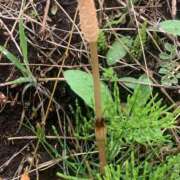 ヒメ日記 2025/04/05 22:07 投稿 ようこ 新宿・新大久保おかあさん