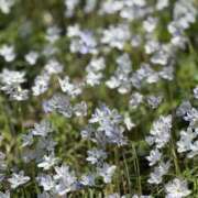 ヒメ日記 2025/04/07 08:33 投稿 まゆ 東京妻next (京都グループ)