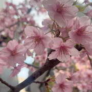 ヒメ日記 2025/03/06 14:12 投稿 朝倉 鶯うぐ