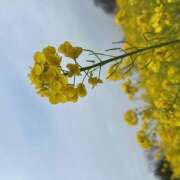 ヒメ日記 2025/03/13 13:02 投稿 朝倉 鶯うぐ