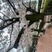 朝倉 4月 鶯うぐ