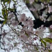 朝倉 さくら 鶯うぐ