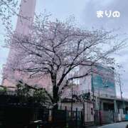 ヒメ日記 2025/04/03 08:30 投稿 まりの エロティックマッサージ 錦糸町