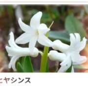 ヒメ日記 2024/12/11 17:14 投稿 山波幸 こあくまな熟女たち 鶯谷・日暮里店(KOAKUMAグループ)