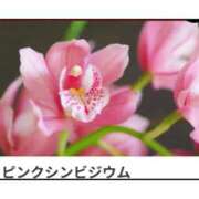 ヒメ日記 2024/12/13 17:10 投稿 山波幸 こあくまな熟女たち 鶯谷・日暮里店(KOAKUMAグループ)