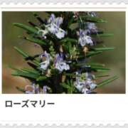 ヒメ日記 2025/01/13 17:02 投稿 山波幸 こあくまな熟女たち 鶯谷・日暮里店(KOAKUMAグループ)