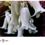 ヒメ日記 2025/01/24 17:12 投稿 山波幸 こあくまな熟女たち 鶯谷・日暮里店(KOAKUMAグループ)