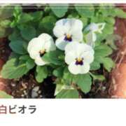 ヒメ日記 2025/01/28 17:06 投稿 山波幸 こあくまな熟女たち 鶯谷・日暮里店(KOAKUMAグループ)