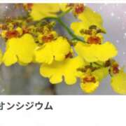 ヒメ日記 2025/01/31 17:05 投稿 山波幸 こあくまな熟女たち 鶯谷・日暮里店(KOAKUMAグループ)