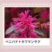 ヒメ日記 2025/02/12 17:13 投稿 山波幸 こあくまな熟女たち 鶯谷・日暮里店(KOAKUMAグループ)