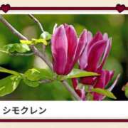 ヒメ日記 2025/03/21 17:29 投稿 山波幸 こあくまな熟女たち 鶯谷・日暮里店(KOAKUMAグループ)