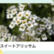 ヒメ日記 2025/03/23 17:18 投稿 山波幸 こあくまな熟女たち 鶯谷・日暮里店(KOAKUMAグループ)