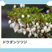 ヒメ日記 2025/03/28 17:21 投稿 山波幸 こあくまな熟女たち 鶯谷・日暮里店(KOAKUMAグループ)