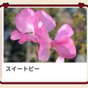 ヒメ日記 2025/03/30 17:07 投稿 山波幸 こあくまな熟女たち 鶯谷・日暮里店(KOAKUMAグループ)