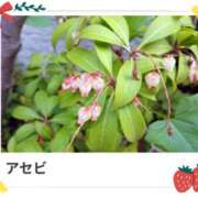 ヒメ日記 2025/04/04 17:12 投稿 山波幸 こあくまな熟女たち 鶯谷・日暮里店(KOAKUMAグループ)