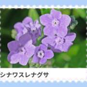 ヒメ日記 2025/04/06 17:02 投稿 山波幸 こあくまな熟女たち 鶯谷・日暮里店(KOAKUMAグループ)