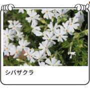 ヒメ日記 2025/04/08 17:14 投稿 山波幸 こあくまな熟女たち 鶯谷・日暮里店(KOAKUMAグループ)