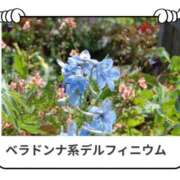 ヒメ日記 2025/04/14 17:04 投稿 山波幸 こあくまな熟女たち 鶯谷・日暮里店(KOAKUMAグループ)