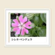 ヒメ日記 2025/04/16 17:13 投稿 山波幸 こあくまな熟女たち 鶯谷・日暮里店(KOAKUMAグループ)