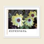ヒメ日記 2025/04/18 17:46 投稿 山波幸 こあくまな熟女たち 鶯谷・日暮里店(KOAKUMAグループ)