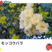 ヒメ日記 2025/04/30 17:20 投稿 山波幸 こあくまな熟女たち 鶯谷・日暮里店(KOAKUMAグループ)