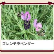 ヒメ日記 2025/05/19 17:28 投稿 山波幸 こあくまな熟女たち 鶯谷・日暮里店(KOAKUMAグループ)