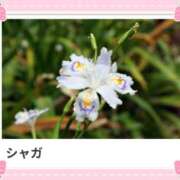 ヒメ日記 2025/06/08 17:03 投稿 山波幸 こあくまな熟女たち 鶯谷・日暮里店(KOAKUMAグループ)