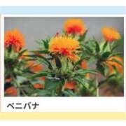 ヒメ日記 2025/06/13 18:45 投稿 山波幸 こあくまな熟女たち 鶯谷・日暮里店(KOAKUMAグループ)