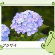 ヒメ日記 2025/06/14 16:11 投稿 山波幸 こあくまな熟女たち 鶯谷・日暮里店(KOAKUMAグループ)