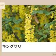 ヒメ日記 2025/06/22 17:59 投稿 山波幸 こあくまな熟女たち 鶯谷・日暮里店(KOAKUMAグループ)