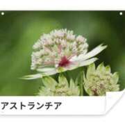 ヒメ日記 2025/06/24 18:06 投稿 山波幸 こあくまな熟女たち 鶯谷・日暮里店(KOAKUMAグループ)
