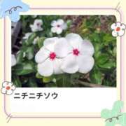 ヒメ日記 2025/07/16 17:09 投稿 山波幸 こあくまな熟女たち 鶯谷・日暮里店(KOAKUMAグループ)