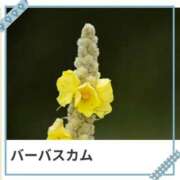 ヒメ日記 2025/07/22 17:17 投稿 山波幸 こあくまな熟女たち 鶯谷・日暮里店(KOAKUMAグループ)