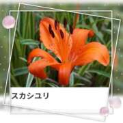 ヒメ日記 2025/07/27 17:13 投稿 山波幸 こあくまな熟女たち 鶯谷・日暮里店(KOAKUMAグループ)