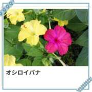 ヒメ日記 2025/08/05 17:02 投稿 山波幸 こあくまな熟女たち 鶯谷・日暮里店(KOAKUMAグループ)