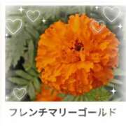 ヒメ日記 2025/08/15 17:56 投稿 山波幸 こあくまな熟女たち 鶯谷・日暮里店(KOAKUMAグループ)