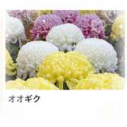 ヒメ日記 2025/09/09 17:14 投稿 山波幸 こあくまな熟女たち 鶯谷・日暮里店(KOAKUMAグループ)