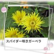 ヒメ日記 2025/09/16 18:21 投稿 山波幸 こあくまな熟女たち 鶯谷・日暮里店(KOAKUMAグループ)