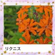 ヒメ日記 2025/09/17 17:29 投稿 山波幸 こあくまな熟女たち 鶯谷・日暮里店(KOAKUMAグループ)