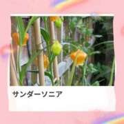 ヒメ日記 2025/09/19 18:42 投稿 山波幸 こあくまな熟女たち 鶯谷・日暮里店(KOAKUMAグループ)