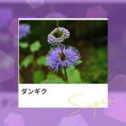 ヒメ日記 2025/09/28 17:05 投稿 山波幸 こあくまな熟女たち 鶯谷・日暮里店(KOAKUMAグループ)