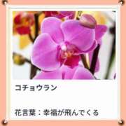 ヒメ日記 2025/10/17 17:32 投稿 山波幸 こあくまな熟女たち 鶯谷・日暮里店(KOAKUMAグループ)