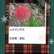 ヒメ日記 2025/11/23 17:10 投稿 山波幸 こあくまな熟女たち 鶯谷・日暮里店(KOAKUMAグループ)