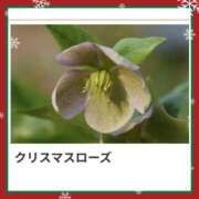 ヒメ日記 2025/12/19 17:17 投稿 山波幸 こあくまな熟女たち 鶯谷・日暮里店(KOAKUMAグループ)