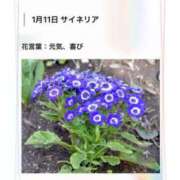 ヒメ日記 2026/01/11 17:11 投稿 山波幸 こあくまな熟女たち 鶯谷・日暮里店(KOAKUMAグループ)