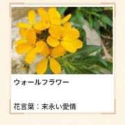 ヒメ日記 2026/04/09 17:18 投稿 山波幸 こあくまな熟女たち 鶯谷・日暮里店(KOAKUMAグループ)