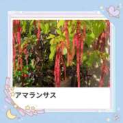 ヒメ日記 2026/04/19 17:21 投稿 山波幸 こあくまな熟女たち 鶯谷・日暮里店(KOAKUMAグループ)