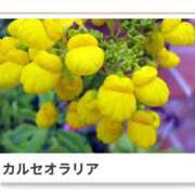 ヒメ日記 2026/04/24 17:07 投稿 山波幸 こあくまな熟女たち 鶯谷・日暮里店(KOAKUMAグループ)