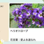 ヒメ日記 2026/10/01 17:16 投稿 山波幸 こあくまな熟女たち 鶯谷・日暮里店(KOAKUMAグループ)