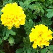 あすか 津波警報 激安ドットコム